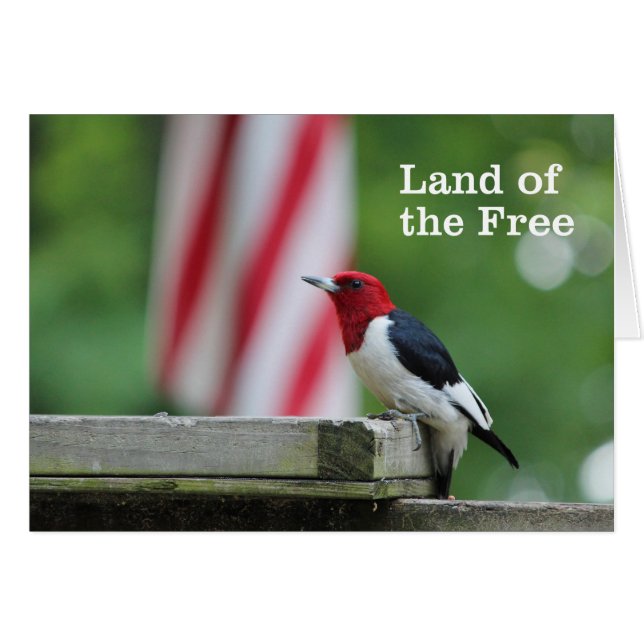 Rödskallig träknackare OBS kort (Framsidan Horizontal)