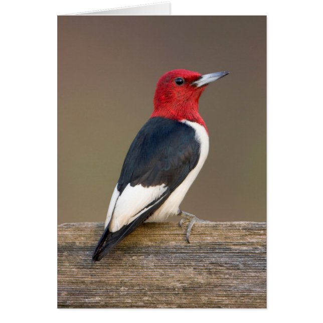Rödskallig Woodpecker på stängsel Hälsningskort (Framsidan)