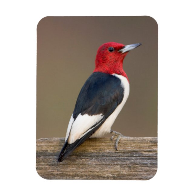 Rödskallig Woodpecker på stängsel Magnet (Vertikal)