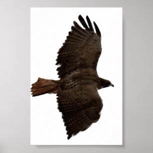 Rödsketch-svan Poster