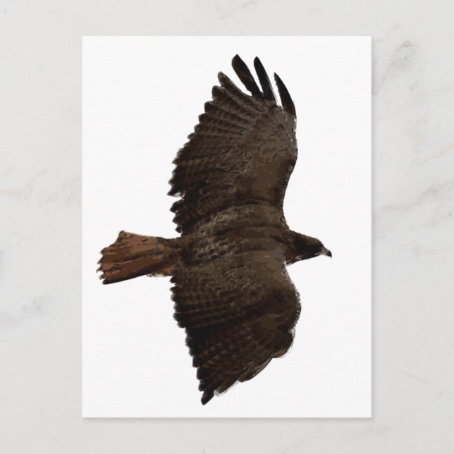 Rödsketch-svan Vykort (Framsida)