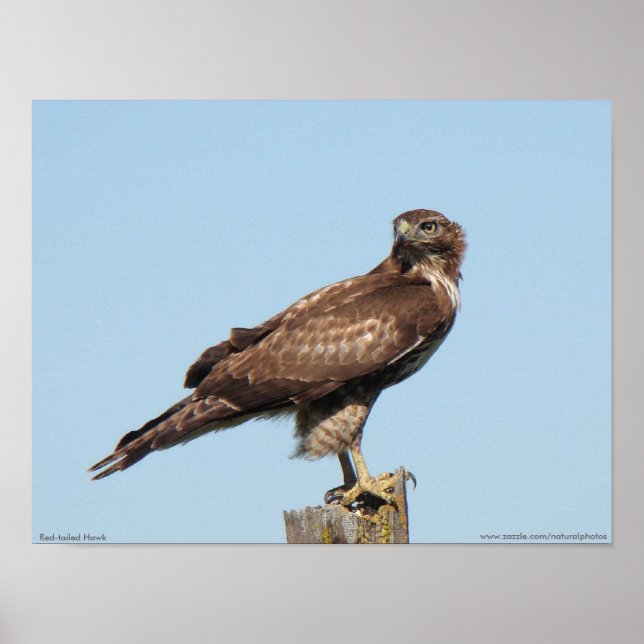 Rödskrapad Hawk Poster (Framsidan)