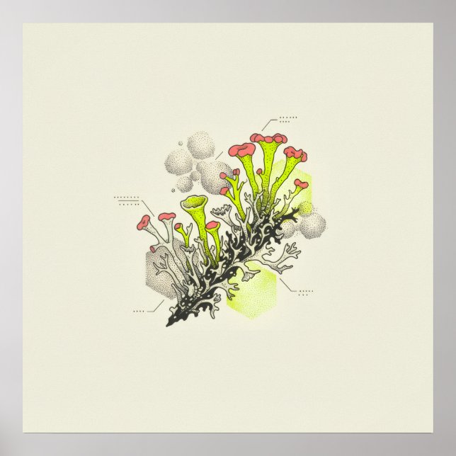 Rödspetsad bägare Lav Botanisk Studie Poster (Framsidan)