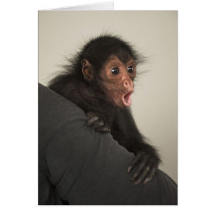 Rödspindelape (Ateles paniscus) Hälsningskort