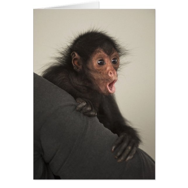 Rödspindelape (Ateles paniscus) Hälsningskort (Framsidan)