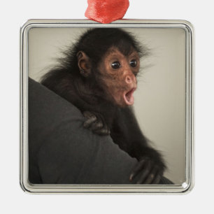 Rödspindelape (Ateles paniscus) Julgransprydnad Metall