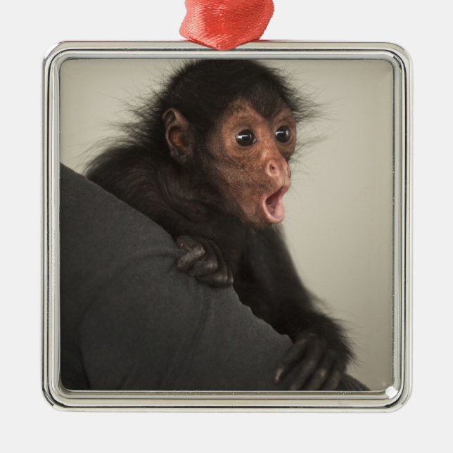 Rödspindelape (Ateles paniscus) Julgransprydnad Metall (Framsidan)