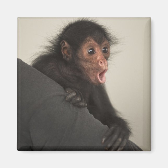 Rödspindelape (Ateles paniscus) Magnet (Framsidan)