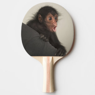 Rödspindelape (Ateles paniscus) Pingisracket