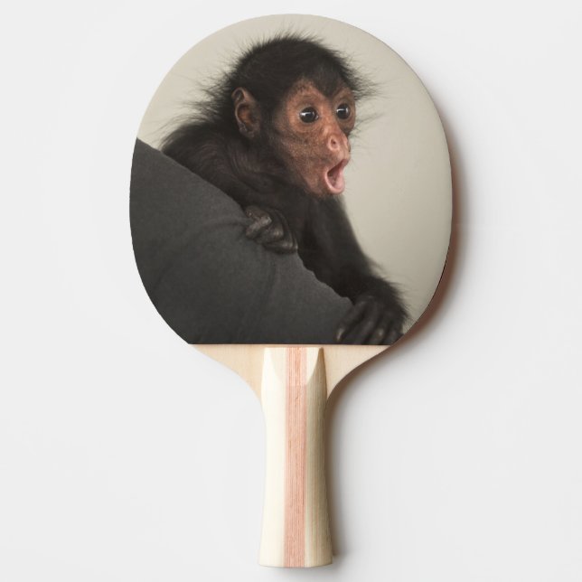 Rödspindelape (Ateles paniscus) Pingisracket (Framsidan)