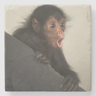 Rödspindelape (Ateles paniscus) Underlägg Sten