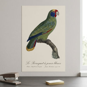 Rödstjärtad amazon, Amazona Brasiliensis Poster