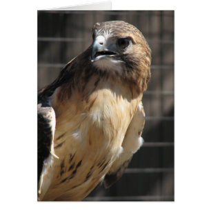 Rödstjärtad Hawk/Buzzard Hälsningskort