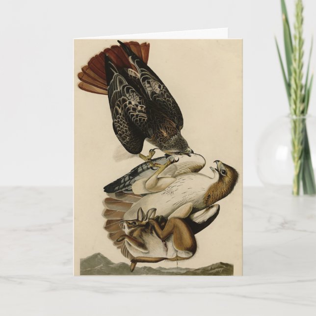 Rödstjärtad Hawk från Audubon's Birds of America Kort (Framsida)