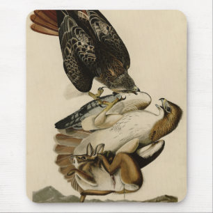 Rödstjärtad Hawk från Audubon's Birds of America Musmatta