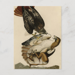 Rödstjärtad Hawk från Audubon's Birds of America Vykort
