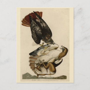 Rödstjärtad Hawk från Audubon's Birds of America Vykort