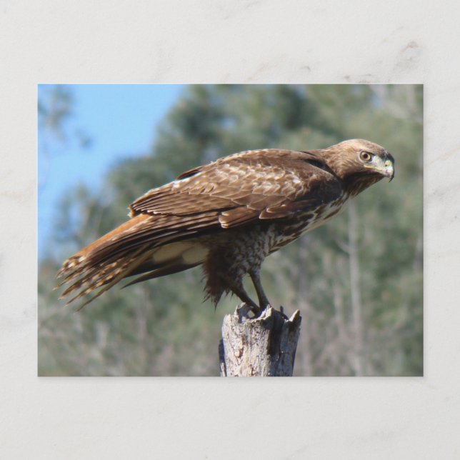 Rödstjärtad Hawk gaze Vykort (Framsida)