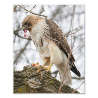 Rödstjärtad Hawk Hunting Fototryck