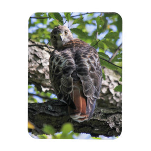 Rödstjärtad Hawk Magnet
