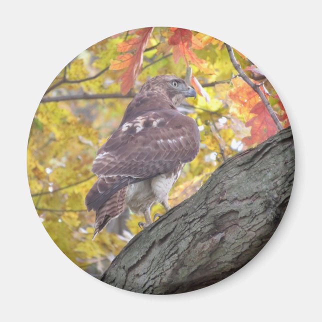 Rödstjärtad Hawk Magnet (Framsidan)