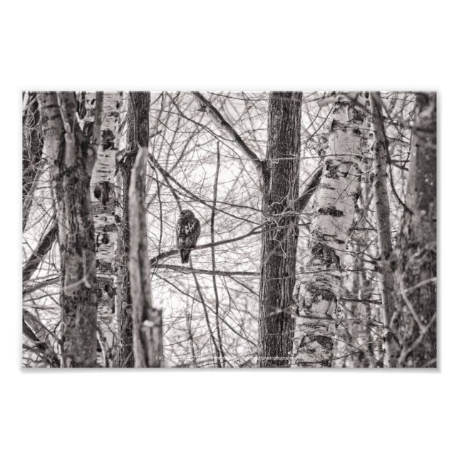 Rödstjärtad Hawk P8443 Fototryck (Framsidan)