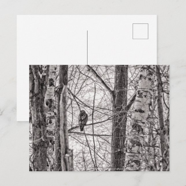 Rödstjärtad Hawk P8443 Inbjudan Vykort (Fram/baksida)