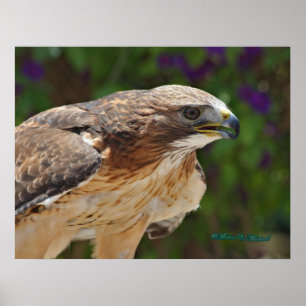 Rödstjärtad Hawk Porträtt Poster