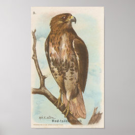 Rödstjärtad Hawk Poster