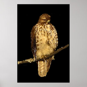 Rödstjärtad Hawk Poster