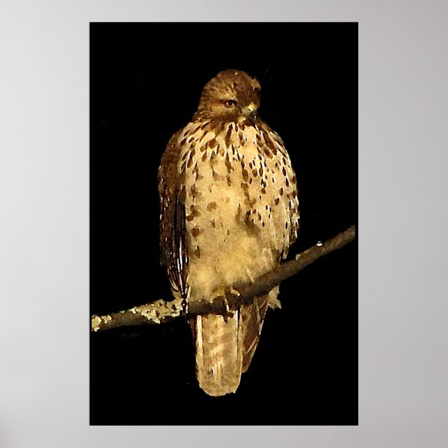 Rödstjärtad Hawk Poster (Framsidan)
