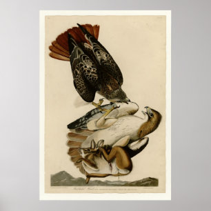 Rödstjärtad Hawk Poster