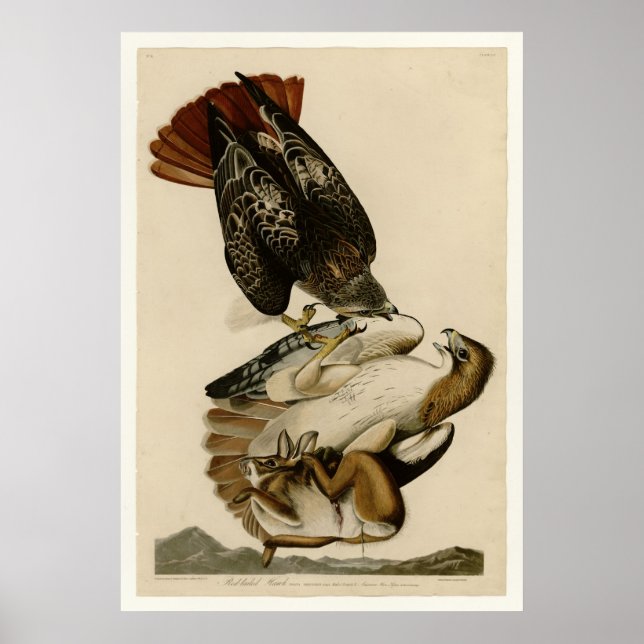 Rödstjärtad Hawk Poster (Framsidan)