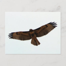 Rödstjärtad Hawk under flygning, Humboldt County, Vykort
