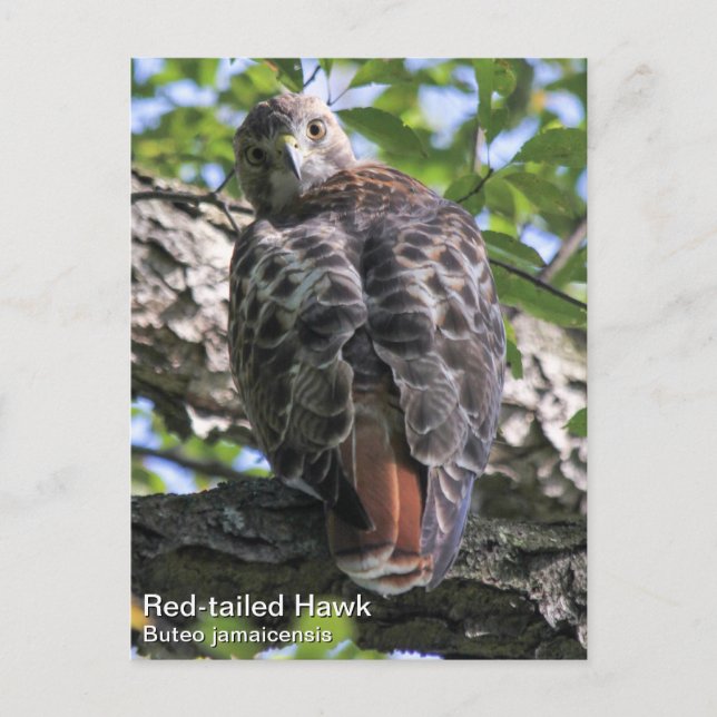 Rödstjärtad Hawk Vykort (Framsida)