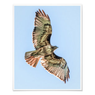 Rödstjärtad hök i flykt – Vilda Naturtryck Fototryck