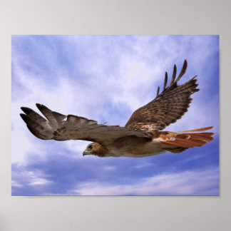 Rödstjärtad hök poster
