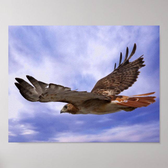 Rödstjärtad hök poster (Framsidan)