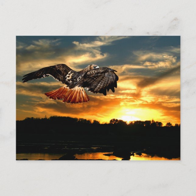 Rödstjärtad hök vykort (Framsida)