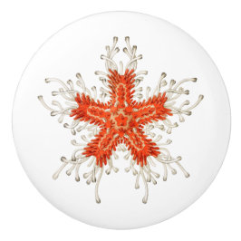 Rödstjärtad keramisk knopp