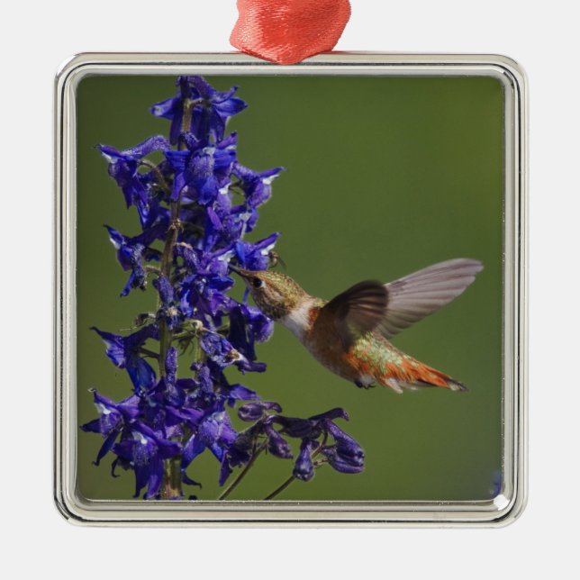 Rödstjärtad kolibri julgransprydnad metall (Framsidan)