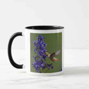 Rödstjärtad kolibri mugg