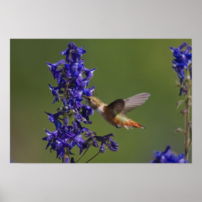 Rödstjärtad kolibri poster (Framsidan)