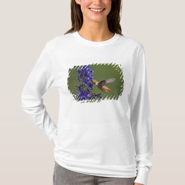 Rödstjärtad kolibri tee shirt (Framsida)