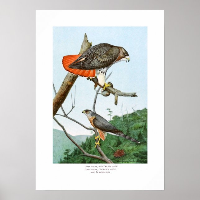 Rödstjärtad och Cooper's Hawks Poster (Framsidan)