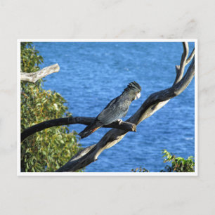 rödstjärtad svart cockatoo vykort