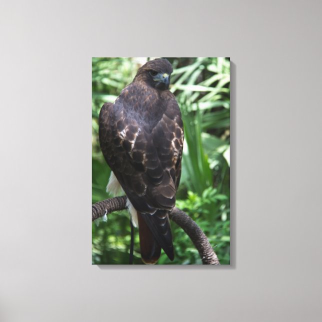 Rödstjärtad Vråk Fotografi på Canvas (Framsida)