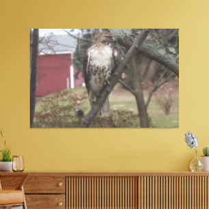 Rödstjärtad vråk på träd Röd lada 60" x 40" Canvastryck