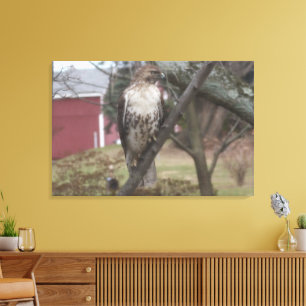 Rödstjärtad vråk Röd lada 91 cm x 61 cm Canvastryck