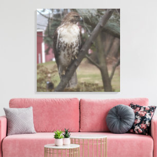 Rödstjärtad vråk sittande på gren 61 cm x 61 cm canvastryck